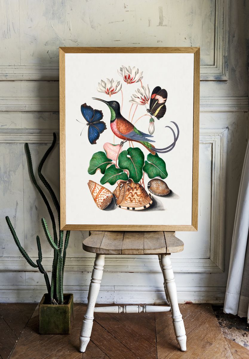 Crimson topaz hummingbird, Cyclamen, Red. room preview