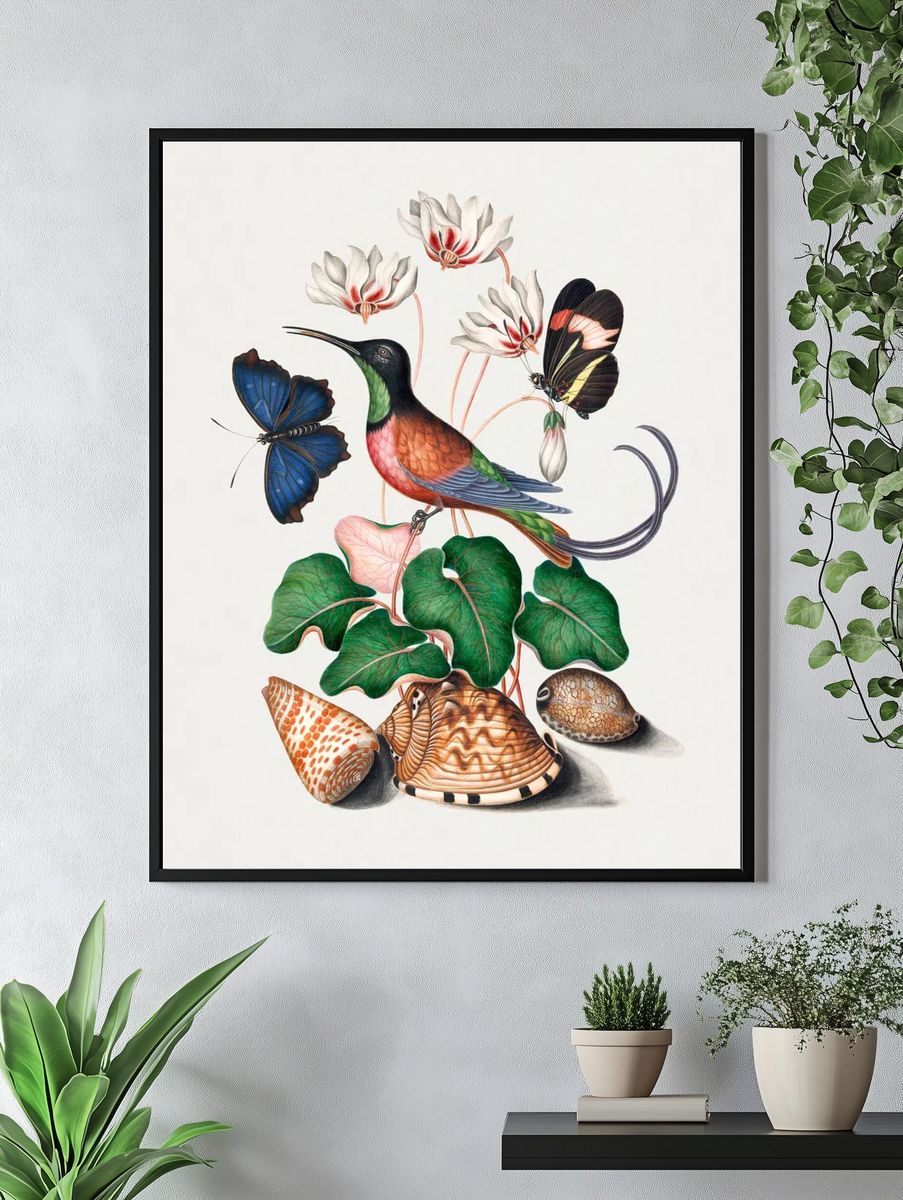 Crimson topaz hummingbird, Cyclamen, Red. — room view 4