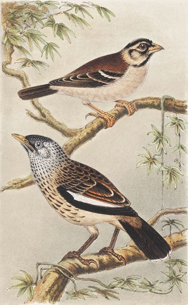 Twee vogels op takken (1878–1917). poster — animals art