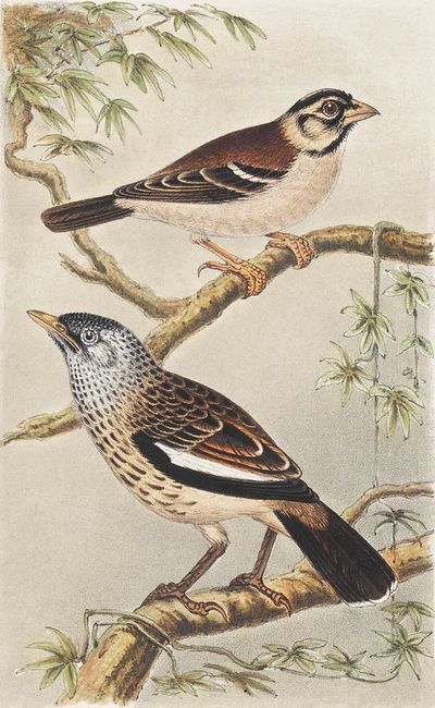 Twee vogels op takken (1878–1917).