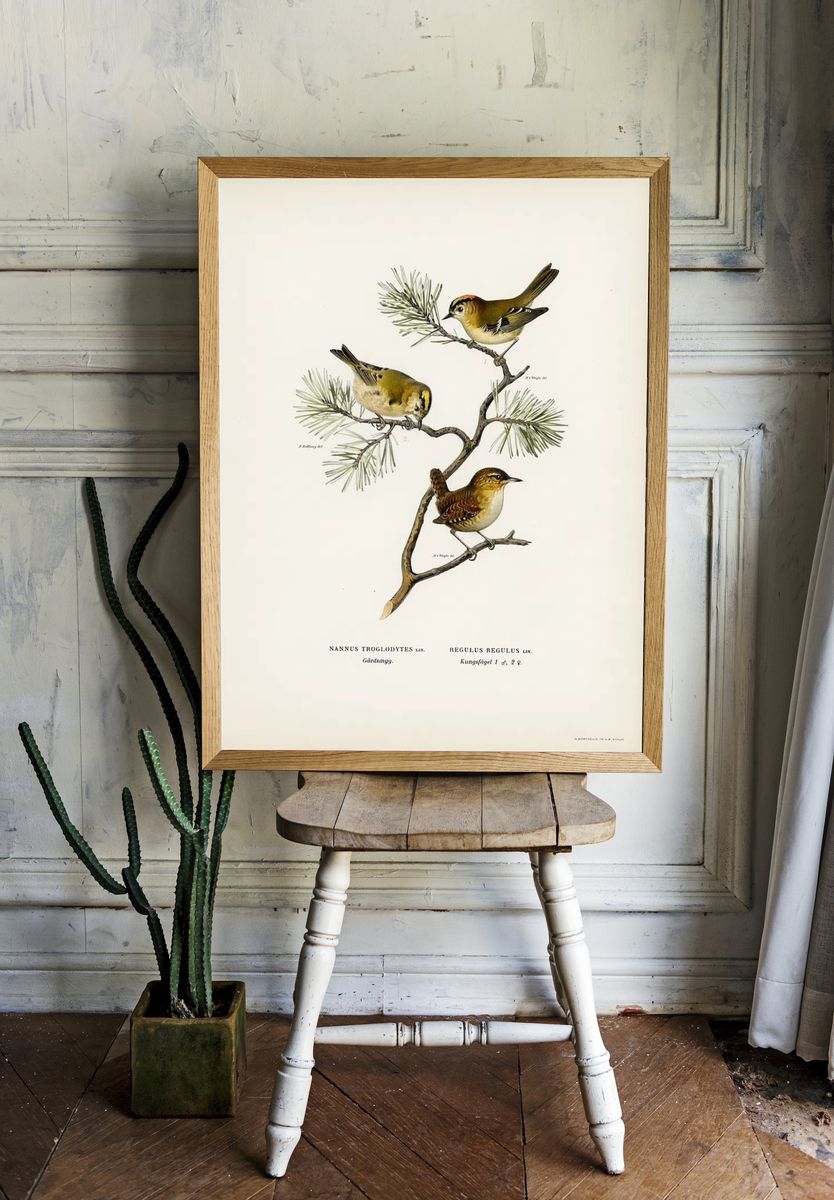 Eurasian wren (Nannus troglodytes). room preview