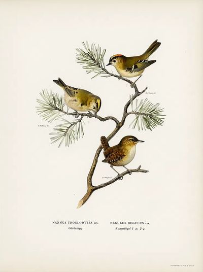 Eurasian wren (Nannus troglodytes). poster