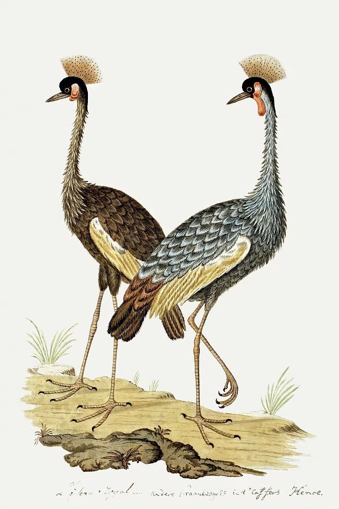 Balearica regulorum: grey crowned crane. poster detail
