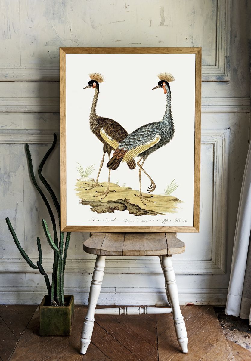 Balearica regulorum: grey crowned crane. room preview
