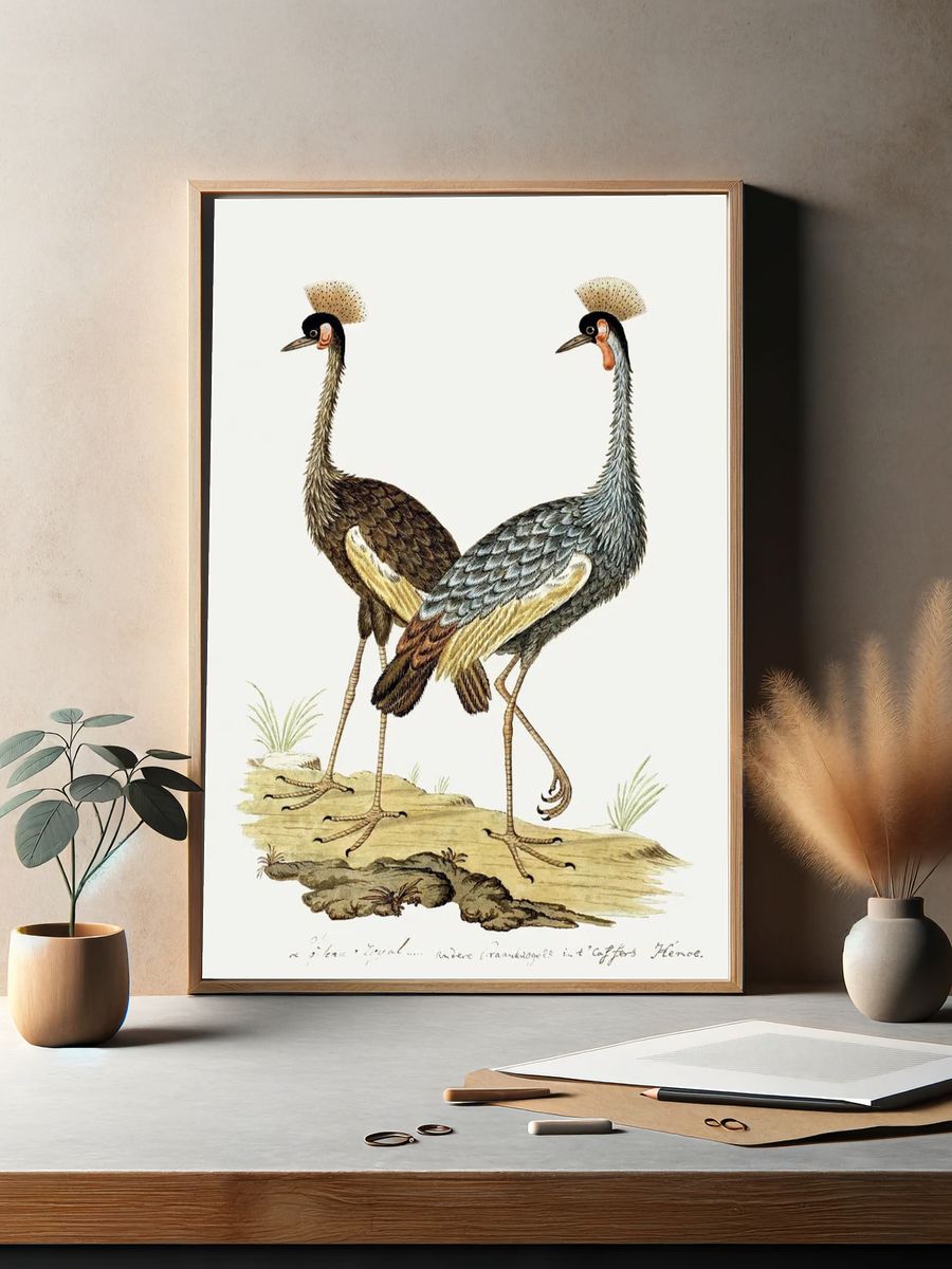 Balearica regulorum: grey crowned crane. — room view 2