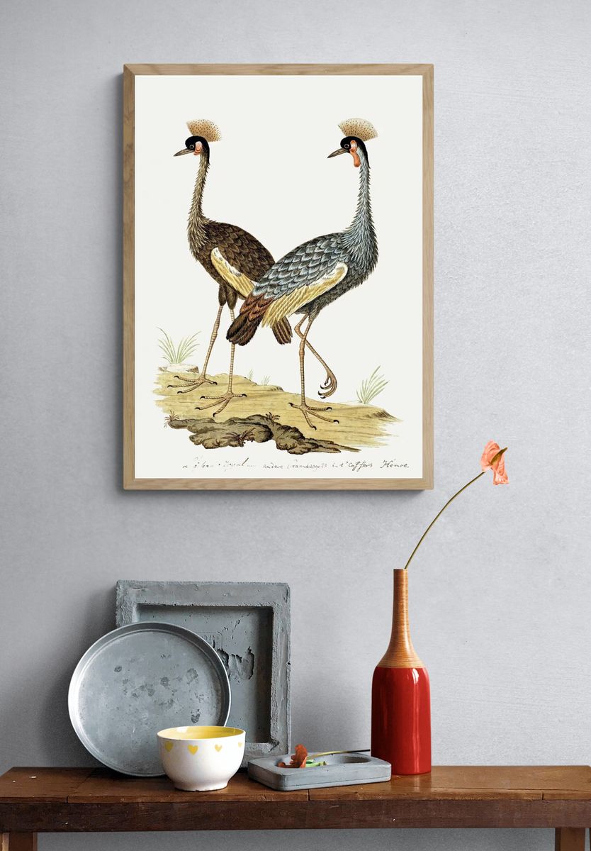 Balearica regulorum: grey crowned crane. — room view 3