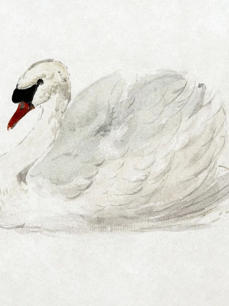 Mute swan (ca. 1720–1792) drawing. poster detail