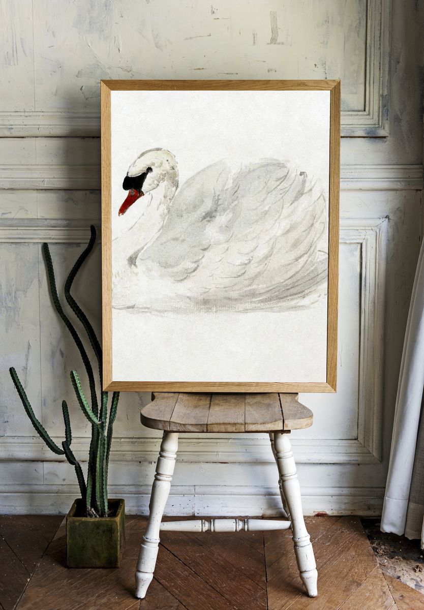 Mute swan (ca. 1720–1792) drawing. room preview