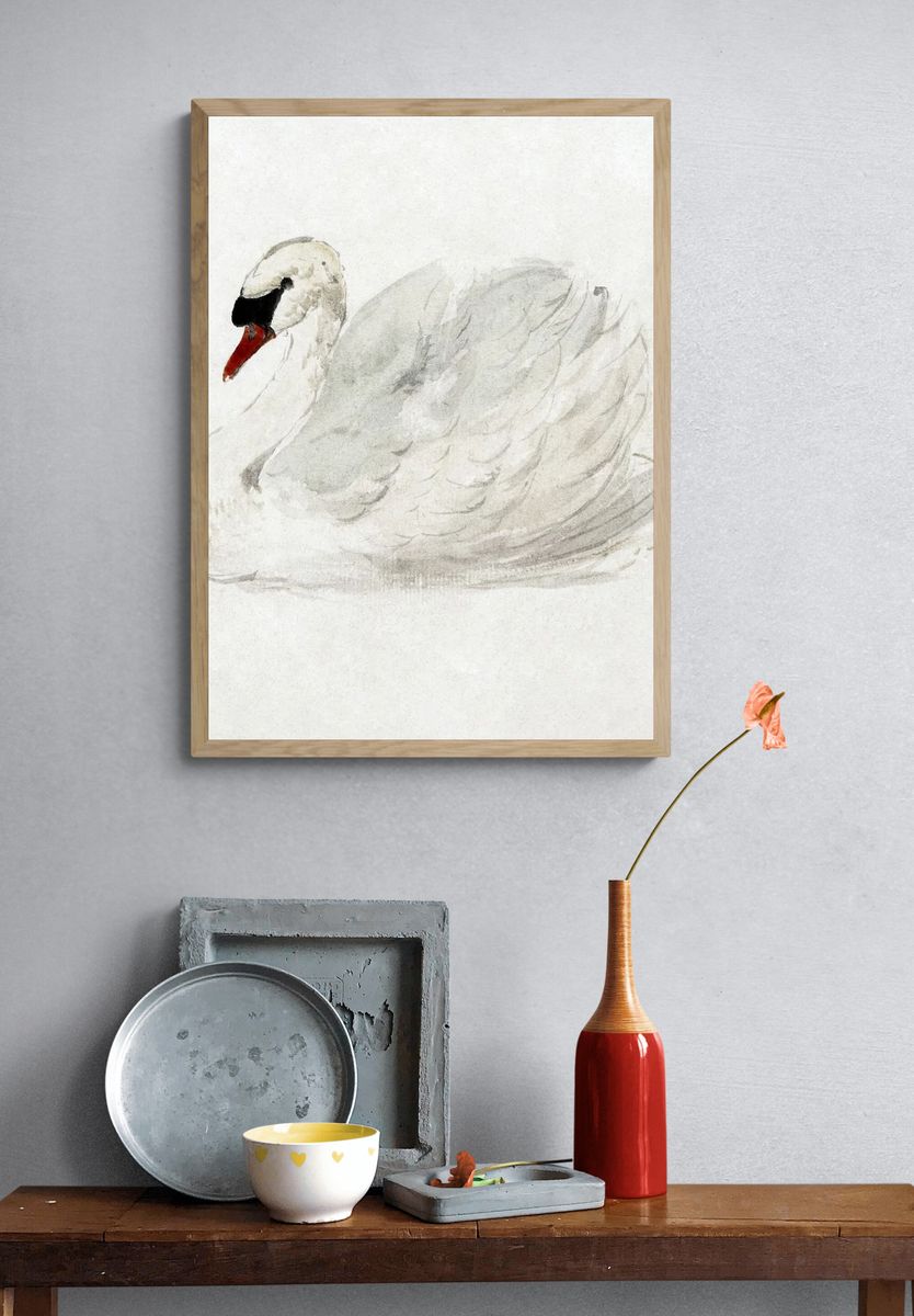 Mute swan (ca. 1720–1792) drawing. — room view 3