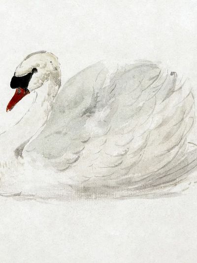 Mute swan (ca. 1720–1792) drawing.