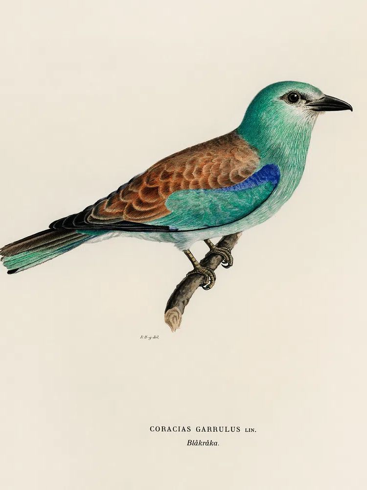 Coracias Garrulus Lin (European Roller). poster detail