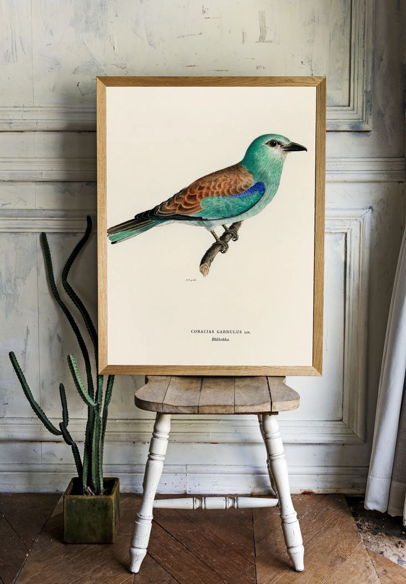 Coracias Garrulus Lin (European Roller). room preview