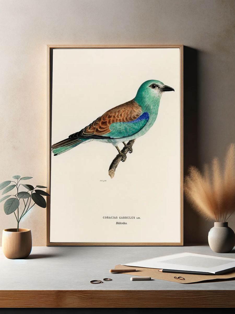 Coracias Garrulus Lin (European Roller). — room view 2