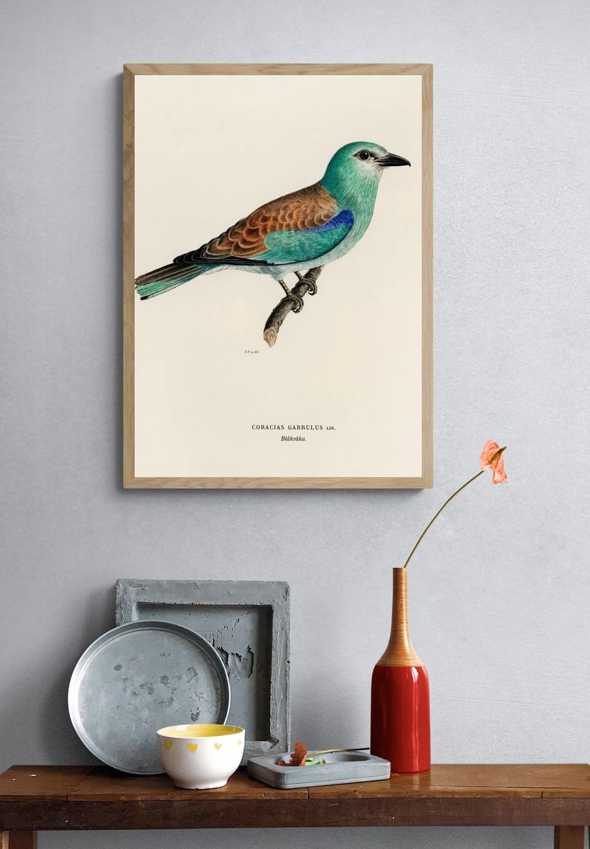 Coracias Garrulus Lin (European Roller). — room view 3