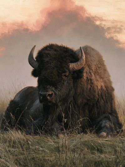 Resting Bison Photography Poster.