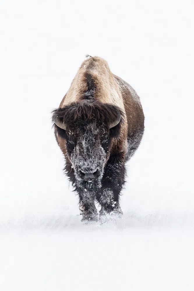 Snowy Bison — Wildlife Photography Poster. poster detail