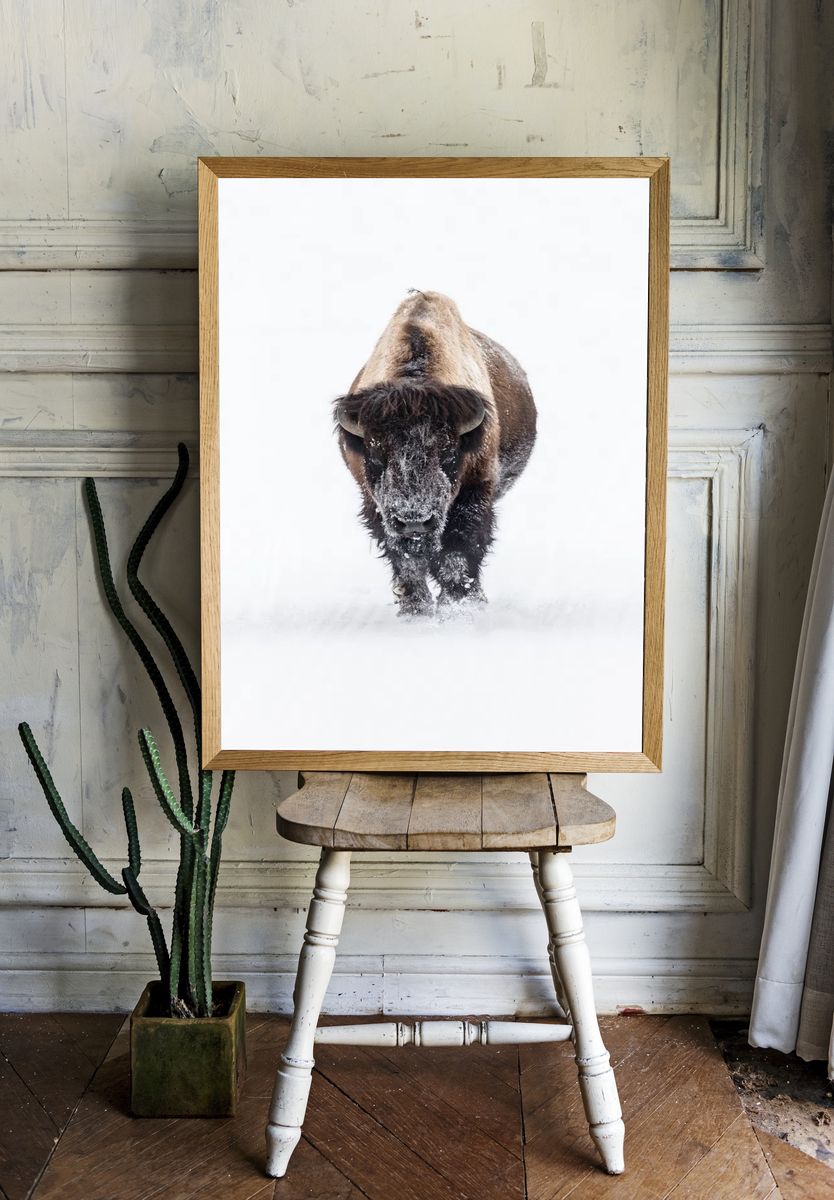 Snowy Bison — Wildlife Photography Poster. — room view 1