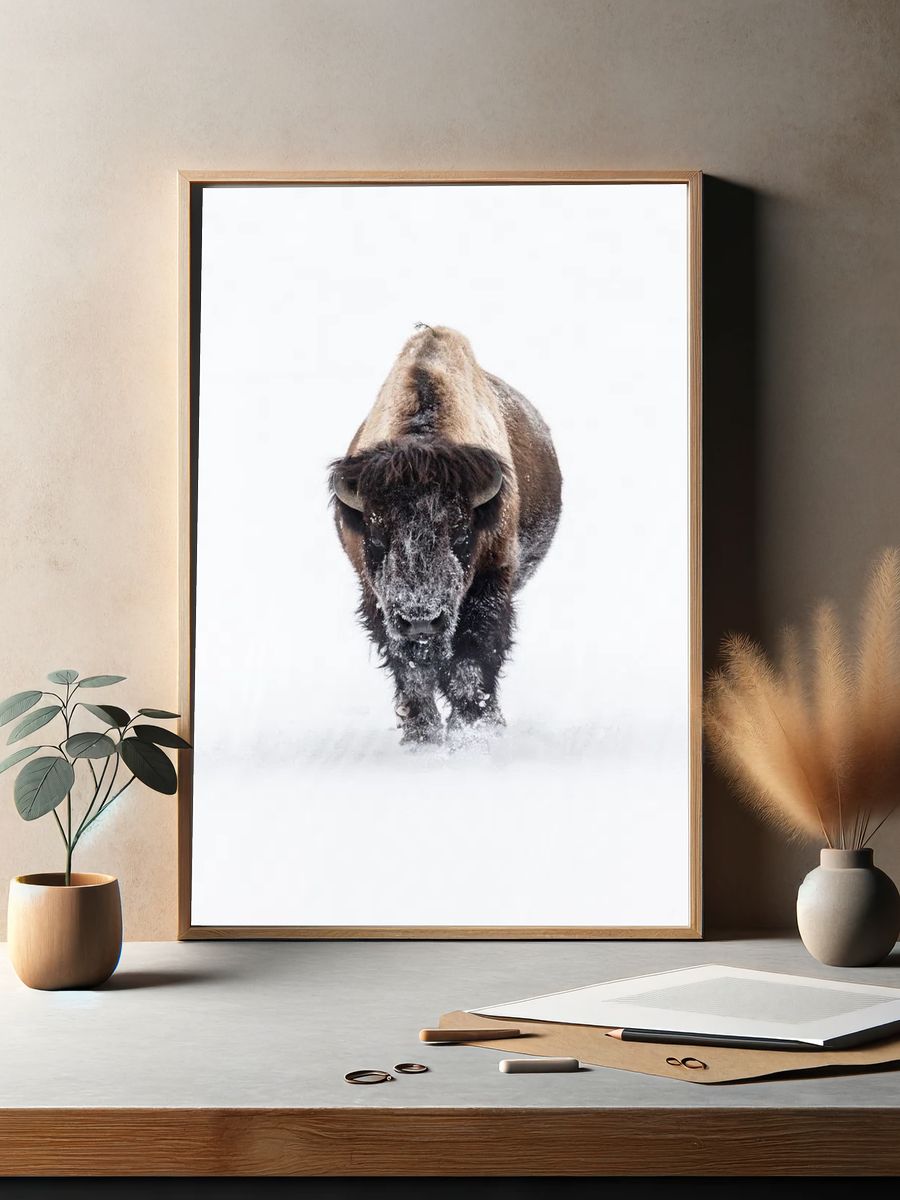 Snowy Bison — Wildlife Photography Poster. — room view 2