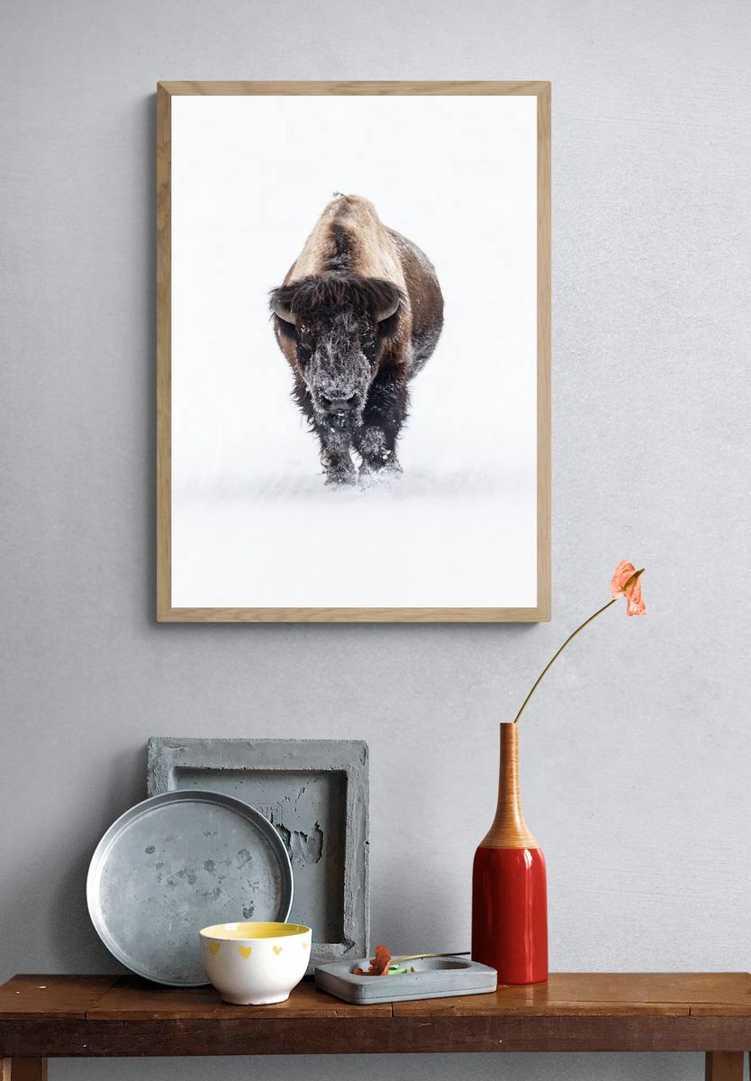 Snowy Bison — Wildlife Photography Poster. — room view 3