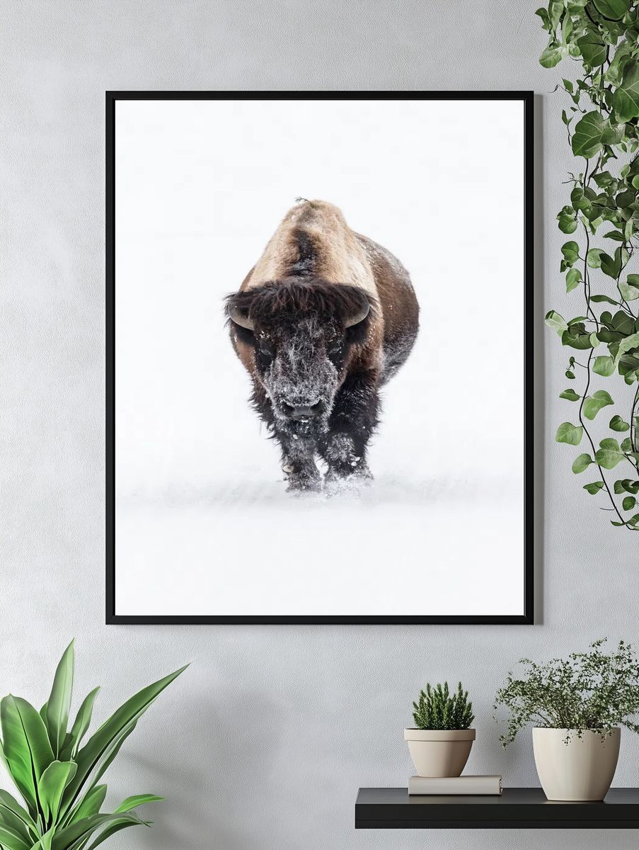 Snowy Bison — Wildlife Photography Poster. — room view 4