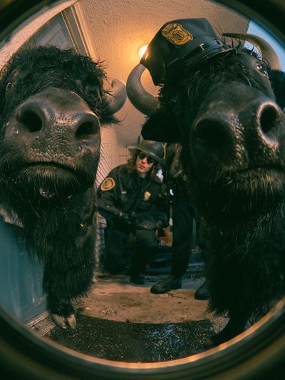 Bison Police Fisheye Poster.