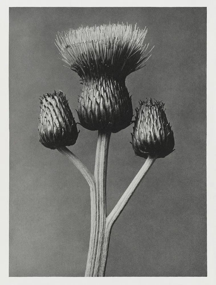 Cirsium Canum (Queen Anne Thistle). poster detail