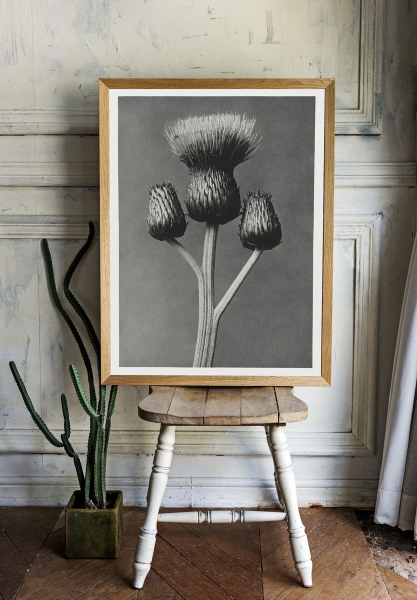 Cirsium Canum (Queen Anne Thistle). — room view 1