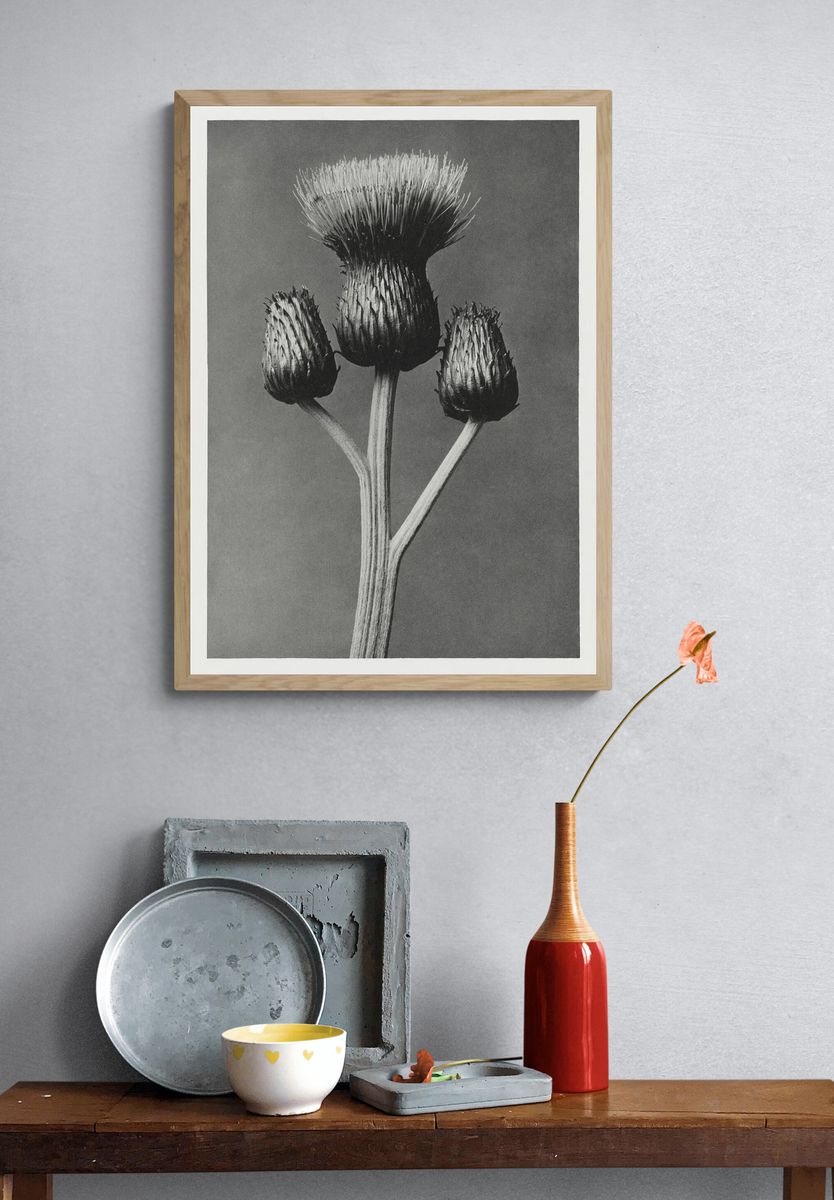 Cirsium Canum (Queen Anne Thistle). — room view 3