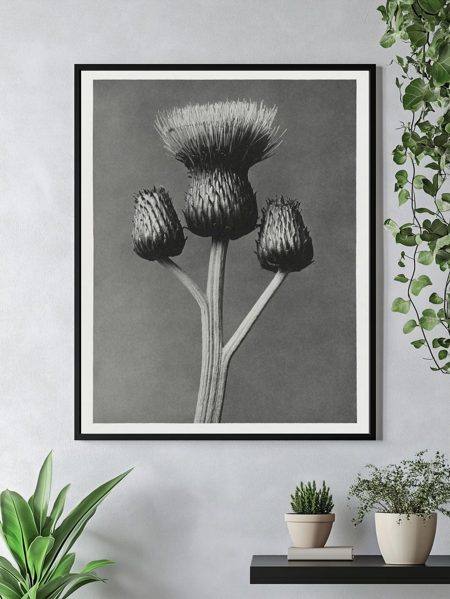 Cirsium Canum (Queen Anne Thistle). — room view 4