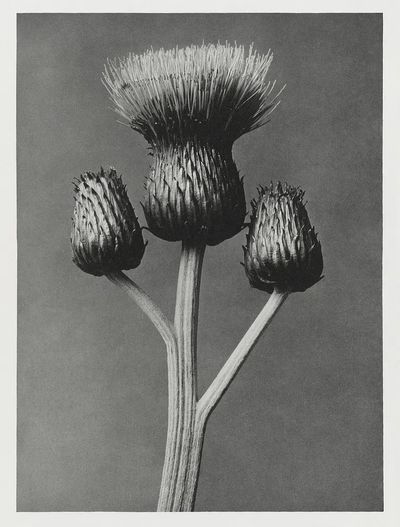 Cirsium Canum (Queen Anne Thistle).