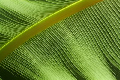 Green Leaf Texture Poster. poster print
