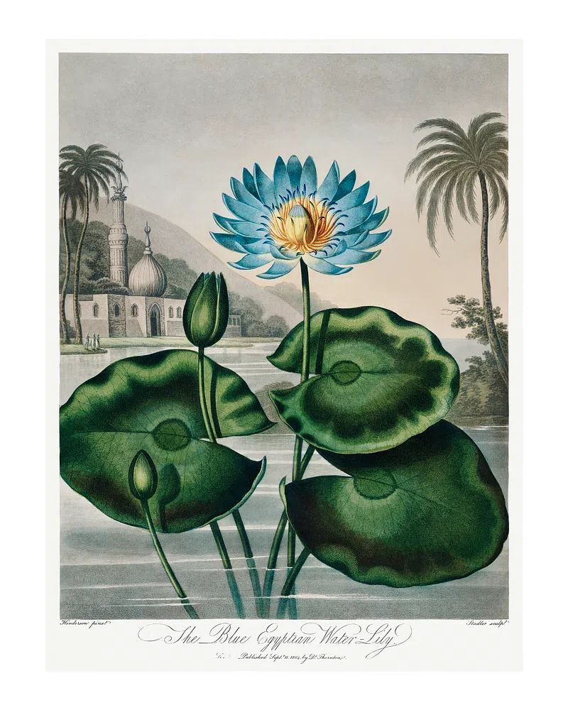 The Blue Egyptian Water Lily — Vintage Print. poster detail
