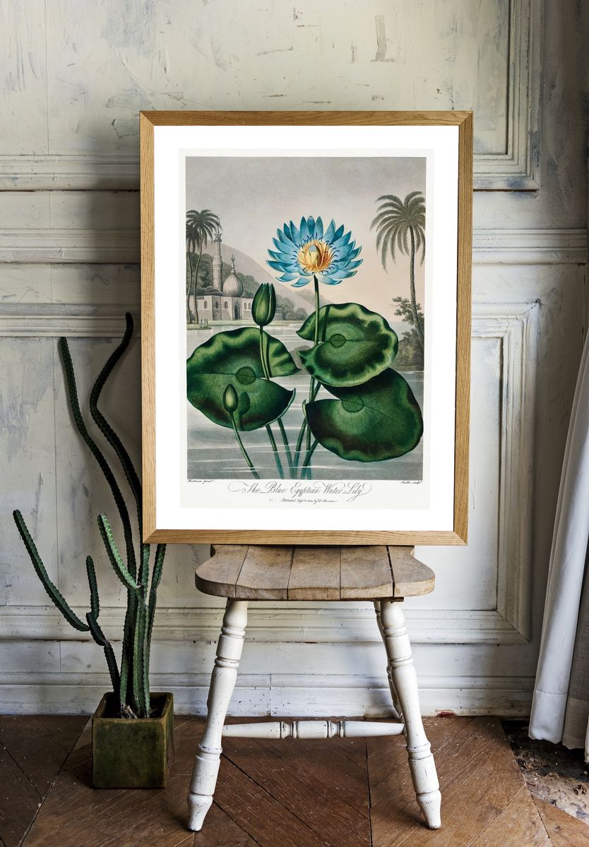The Blue Egyptian Water Lily — Vintage Print. — room view 1