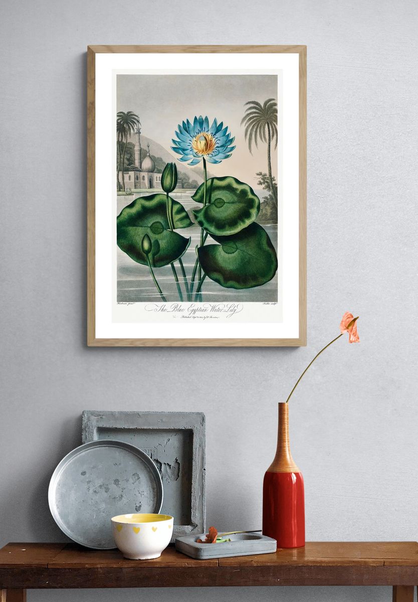The Blue Egyptian Water Lily — Vintage Print. — room view 3