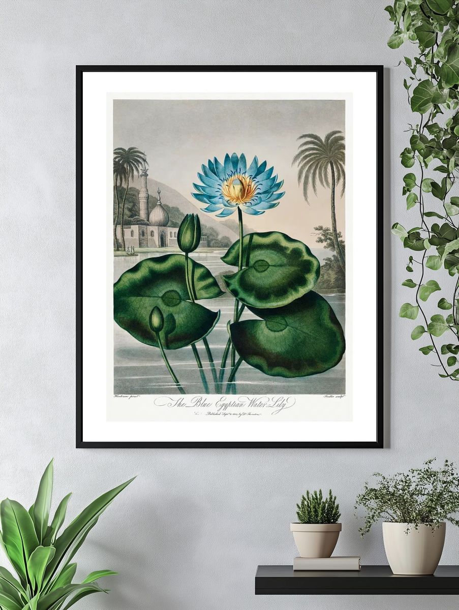 The Blue Egyptian Water Lily — Vintage Print. — room view 4