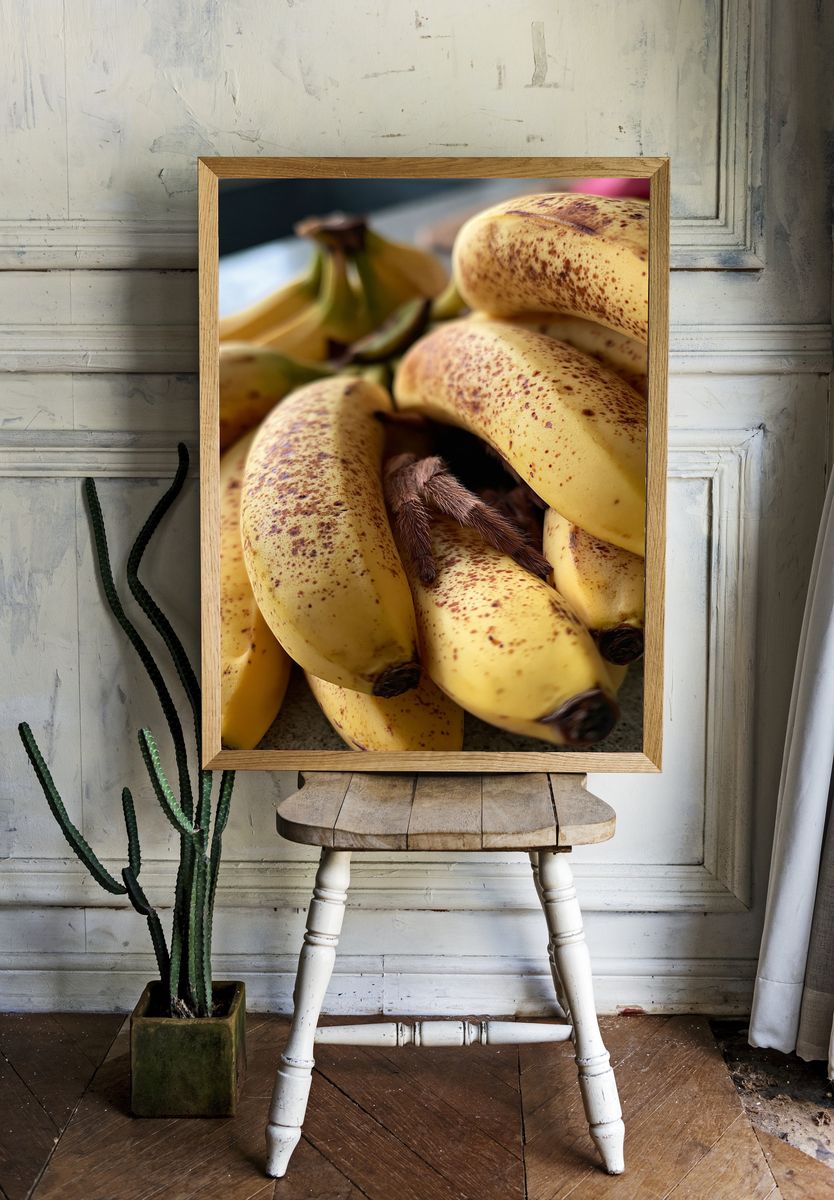 Bananas with Spider Photography Poster. room preview