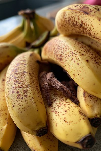 Bananas with Spider Photography Poster.