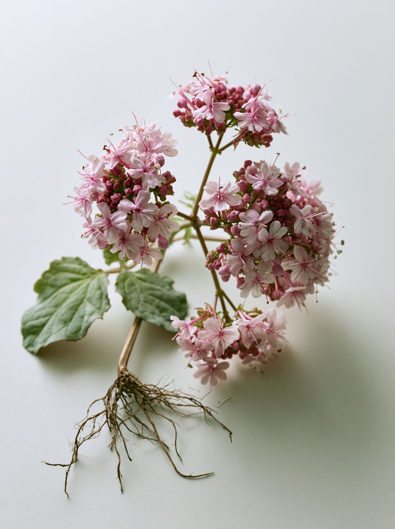 Pink Geranium Botanical Print. poster detail