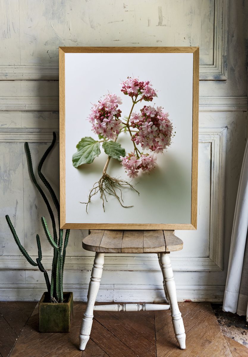 Pink Geranium Botanical Print. room preview