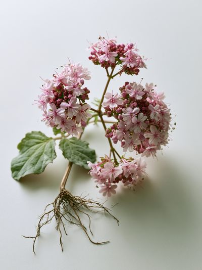 Pink Geranium Botanical Print. poster
