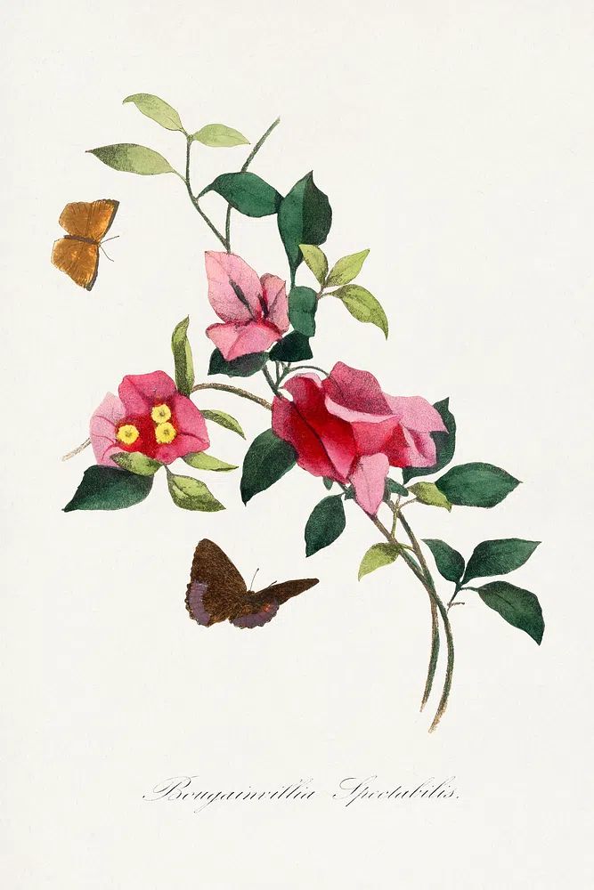 Bougainvillea flower painting. poster detail