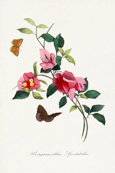 Bougainvillea flower painting. poster print