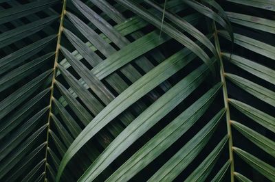 Plants Volunteer Park Conservatory, Seattle. poster print