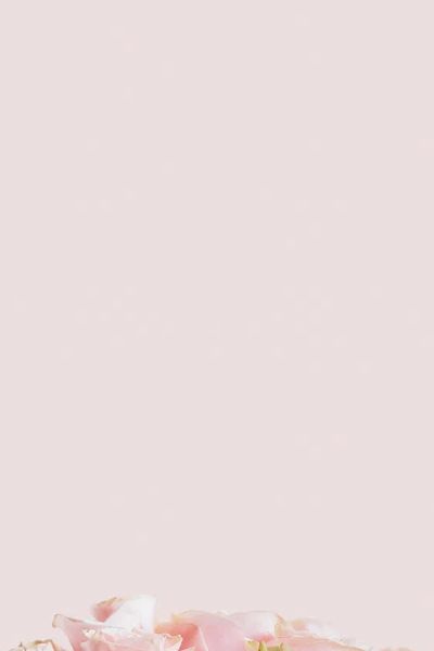Light pink roses pastel pink. poster print