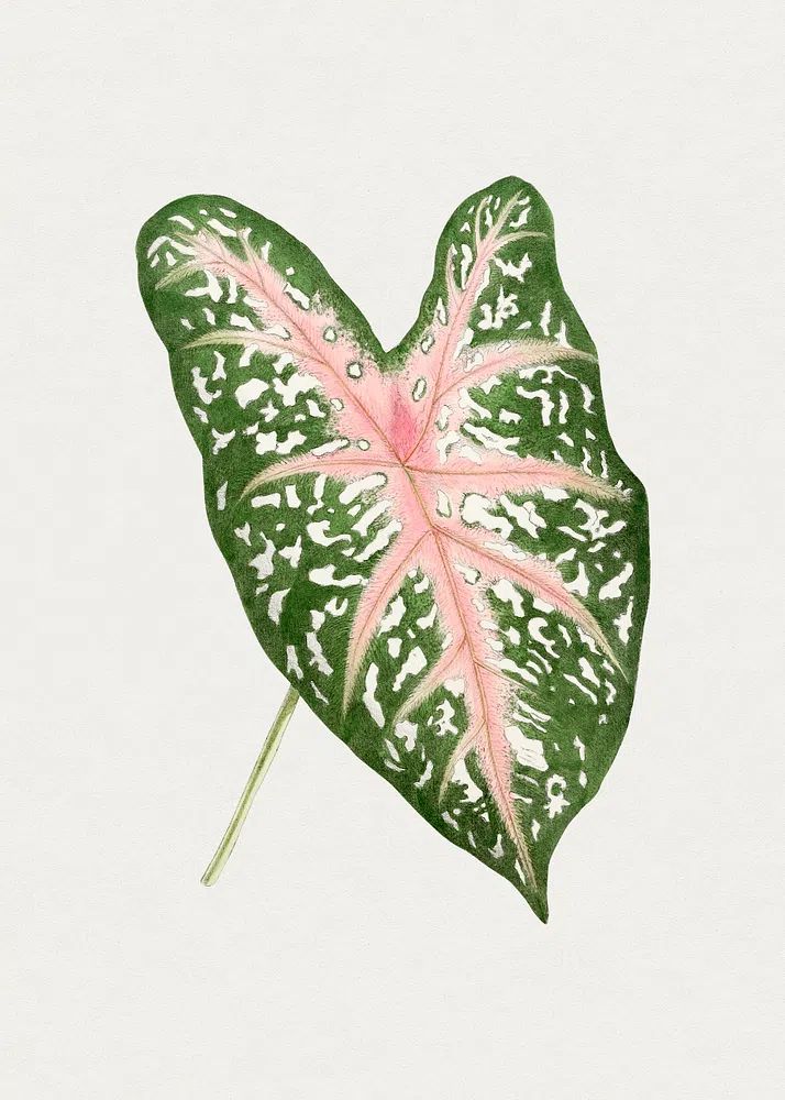 Hand drawn caladium Carolyn Whorton. poster — botanical art