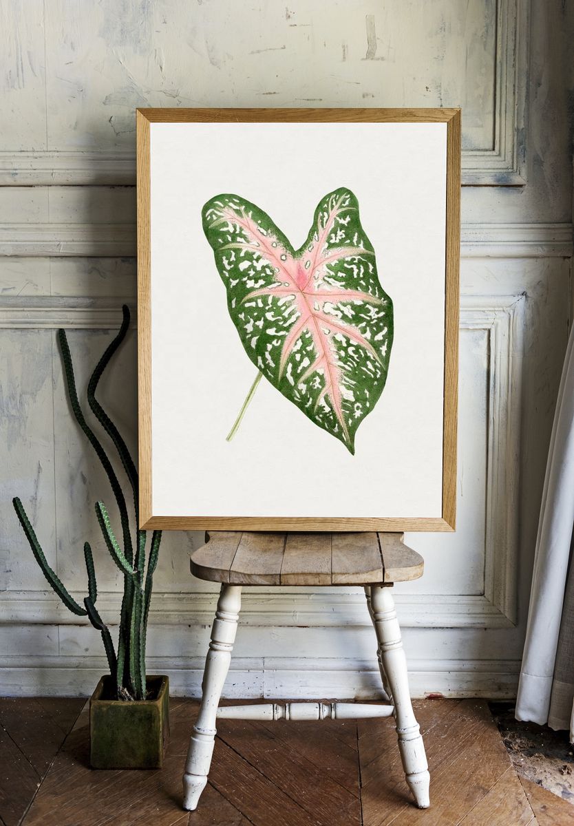 Hand drawn caladium Carolyn Whorton. — room view 1
