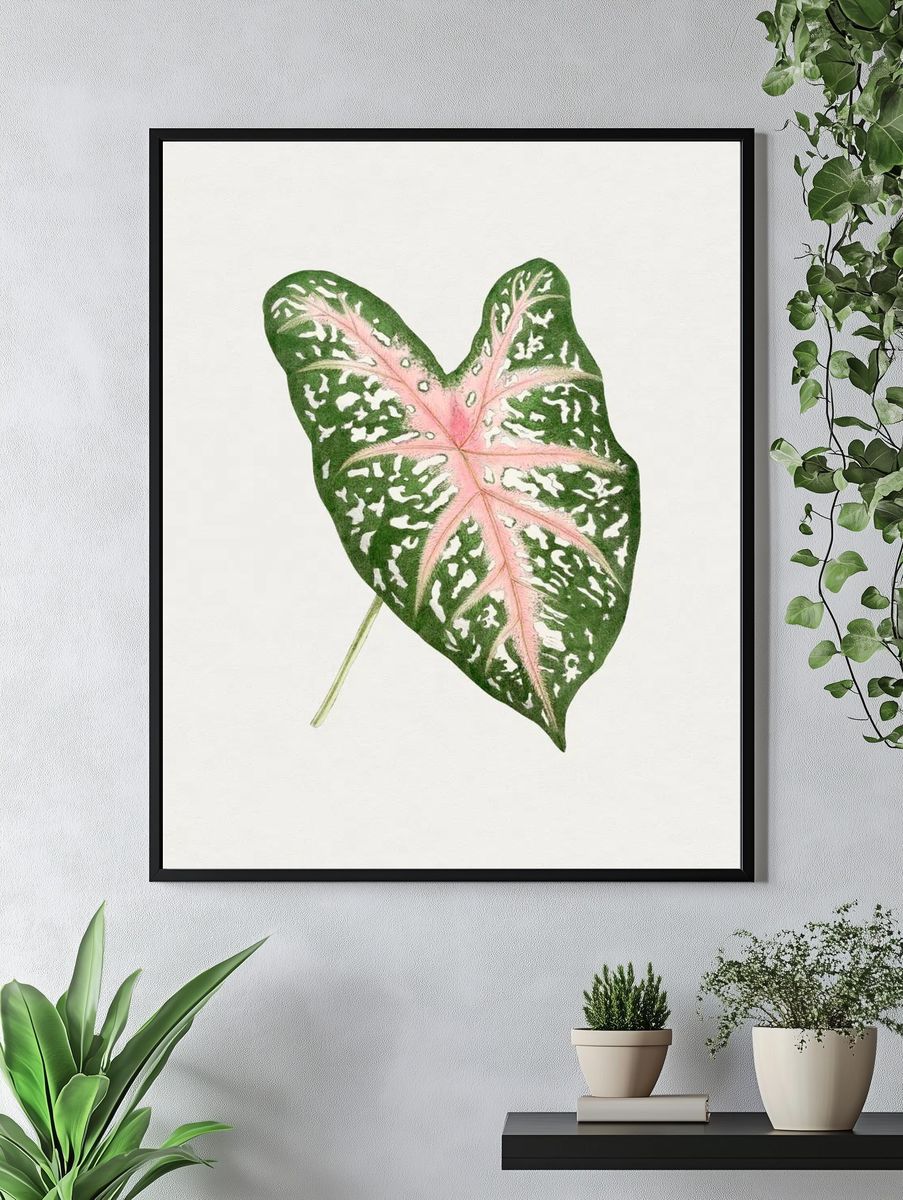 Hand drawn caladium Carolyn Whorton. — room view 4