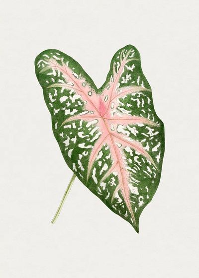 Hand drawn caladium Carolyn Whorton. poster print