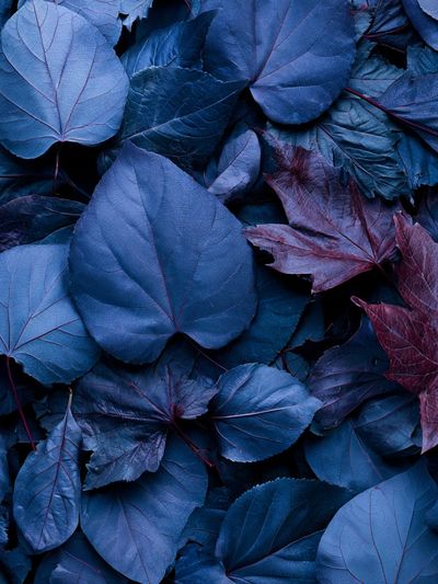 Blue Leaves Botanical Print.