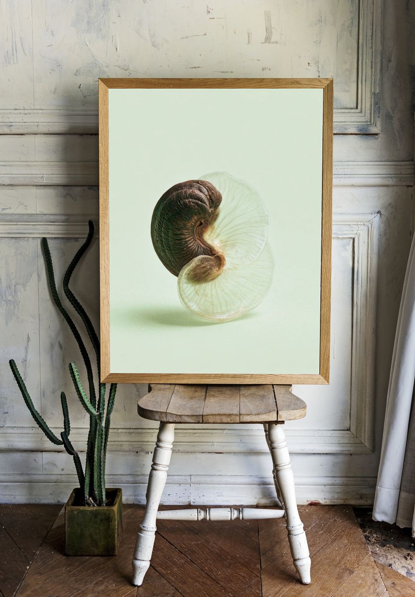 Nautilus Shell Minimalist Print. room preview